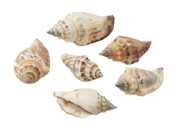 Wichtelzubehör Muscheln 50g