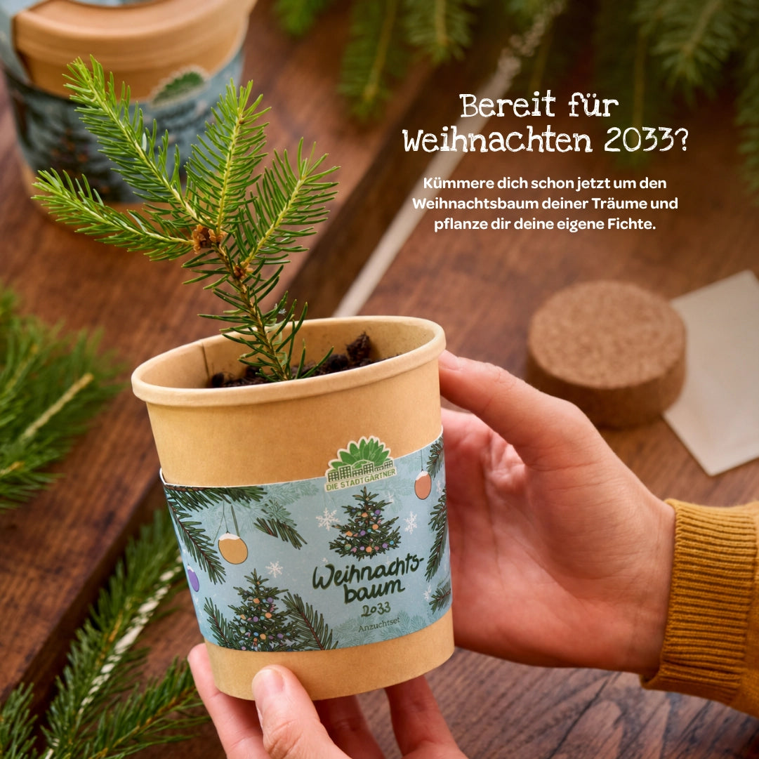 Weihnachtsbaum aus dem Becher
