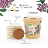 Blumenbecher - Vanilleblume
